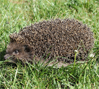 Igel