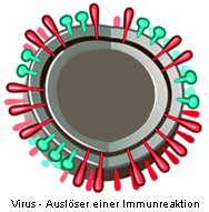 Immunreaktion