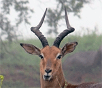 Impala