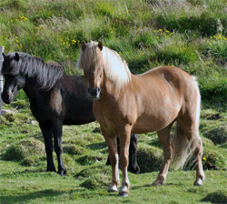 Islandpony