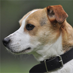 Jack Russel Terrier