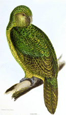 Kakapo