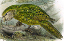 Kakapo