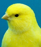 Kanarienvogel