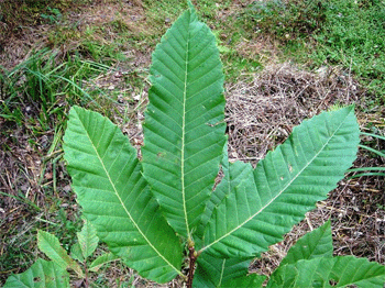 Blätter einer jungen Kastanie
