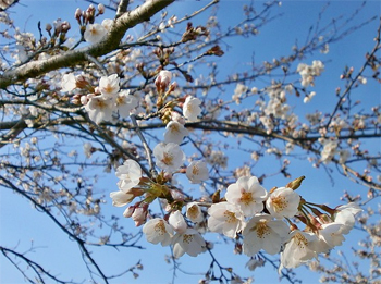 Abbildung der Blüten eines Kirschbaumes