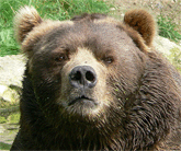 Kodiakbär