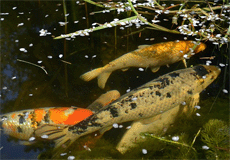 Koi-Karpfen