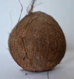 Die Kokosnuss
