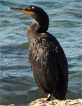 Kormoran