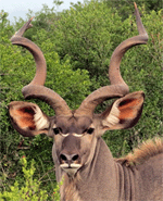 Kudu