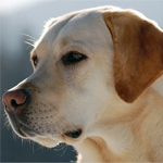 Labrador