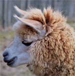 Lama