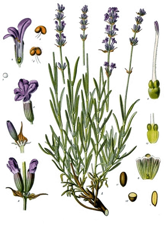 Lavendel