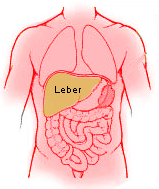 Lage der Leber (gelb eingefrbt)