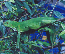 Leguan