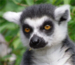 Lemur