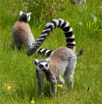 Lemur