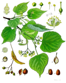 Abbildung von Keimling, Blüte, Ast und Blatt des Lindenbaums