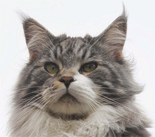 Maine Coon