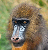 Mandrill