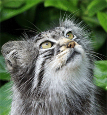 Manul