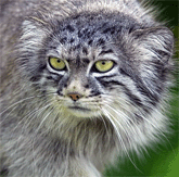 Manul