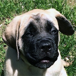 Mastiff