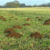 Maulwurfshügel