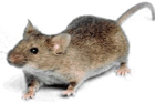 Maus