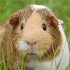 Meerschweinchen