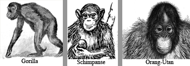 Die drei nahsten Verwandten des Menschen: Gorilla, Schimpanse und Orang-Utan.