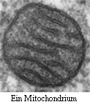 Mikroskopische Aufnahme eines Mitochondriums