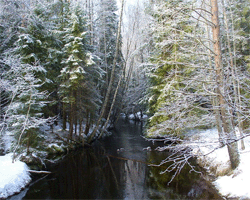 Nadelwald im Winter