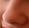 Wie ist die menschliche Nase aufgebaut?