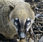 Nasenbär