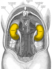 Lage der Nieren (gelb eingefärbt)