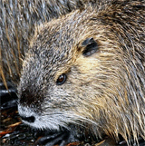 Nutria