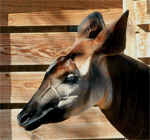 Okapi