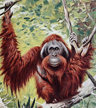 Orang-Utan