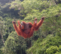 Orang-Utan