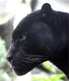 Panther