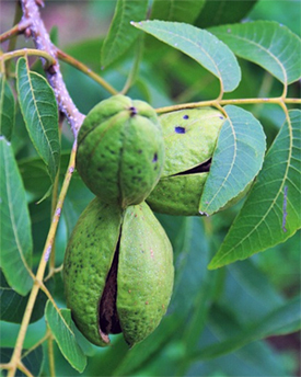 Bild vom Pekannussbaum