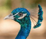 Pfau