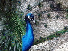 Pfau