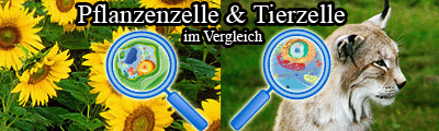 Vergleich einer tierischen Zelle und einer pflanzlichen Zelle