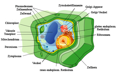 Die Zellorganellen der Pflanzenzelle