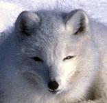 Polarfuchs