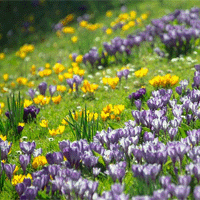 Pflanzenpollen wirken als Allergene