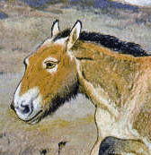 Przewalski-Pferd